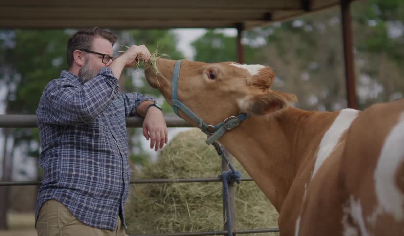 Man feeding hay to a cow at a farm