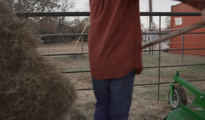 Cleaning hay inside a coral with a pitchfork on a farm