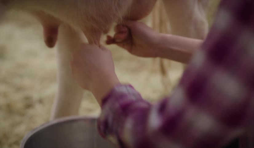 A woman uses both hands to milk a cow over a silver bucket
