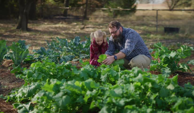 Father and daughter looking at green crops growing on a farm at day