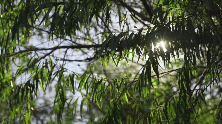 Sun shining through the leaves of a tree