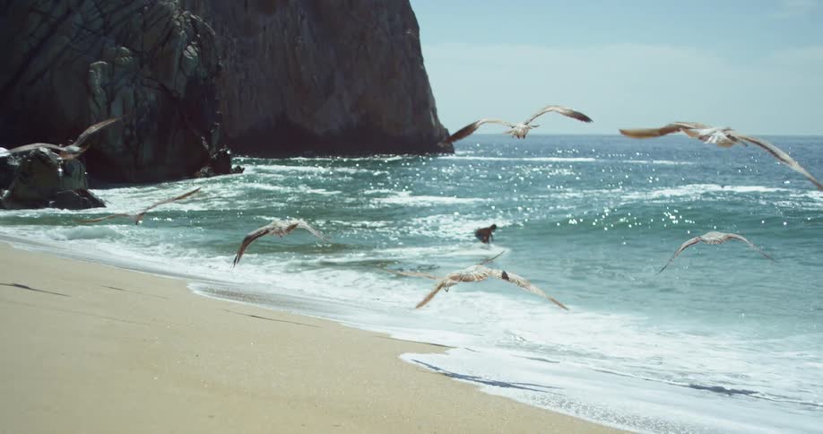Dozens of seagulls leave the beach and fly over the ocean just as a man mounts a surfboard behind them