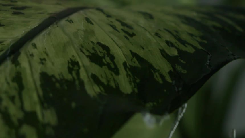 Water dripping over the big green leaf of a plant