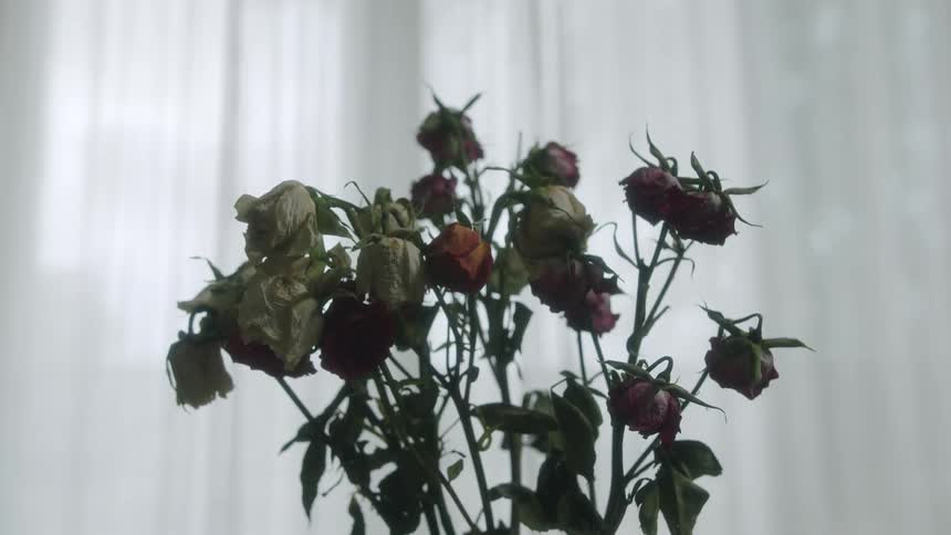 Dead roses on display near a window