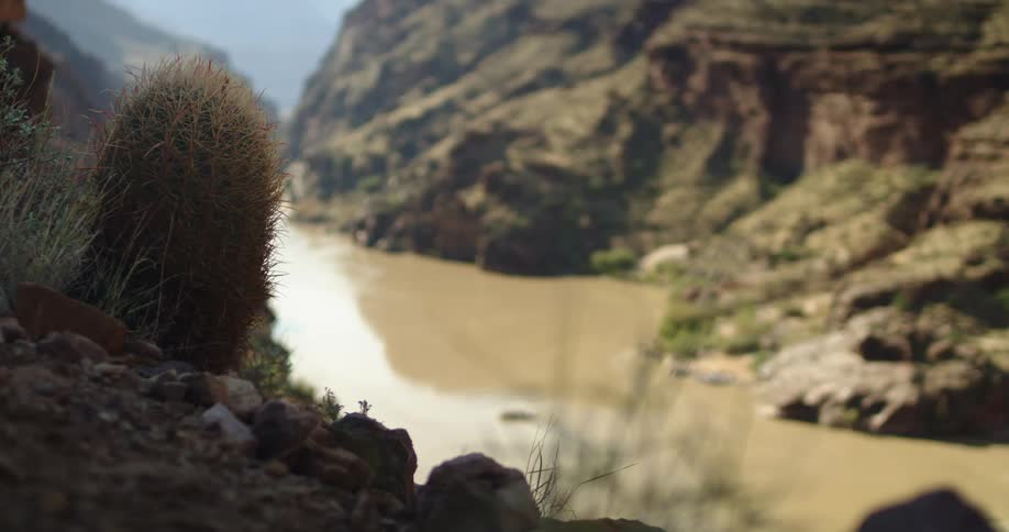 A barrel cactus dominates the foreground while the muddy Colorado River is seen in the background in this excellent establishing shot