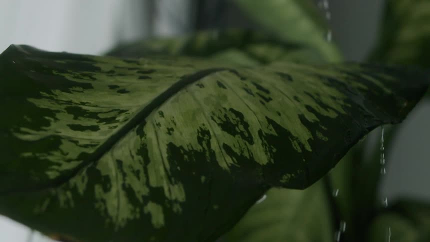 Water dripping over the big leaf of an indoor plant inside a dimly lit room