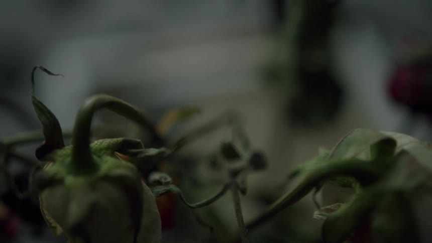 A view of a dead flower in a pot