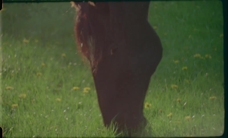 A horse eating grass in a grassy field with flowers