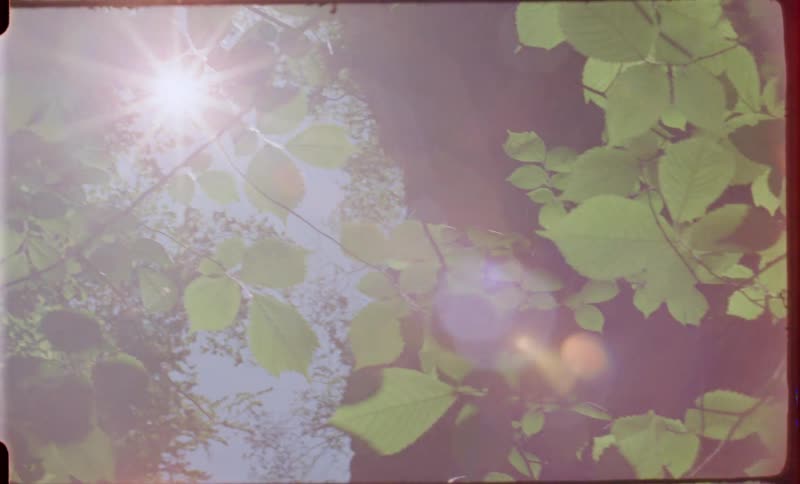 The sun is bright above the tree