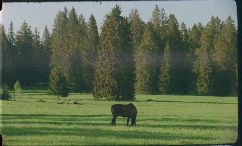 A horse grazing on the green grass of a field near a pine tree forest