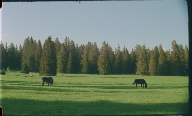 Two horses are grazing on the field