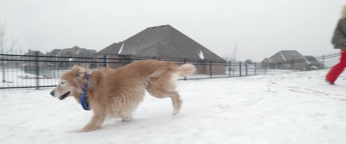 A woman playing with a dog in a yard covered in snow with houses the sky and clouds in the background