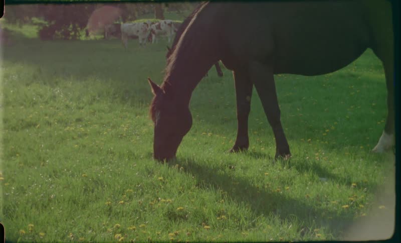 A horse grazing on the green grass in a field at sunset