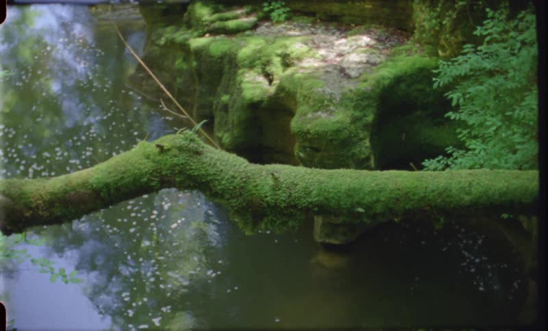 A tree trunk covered in green moss over a river at daytime