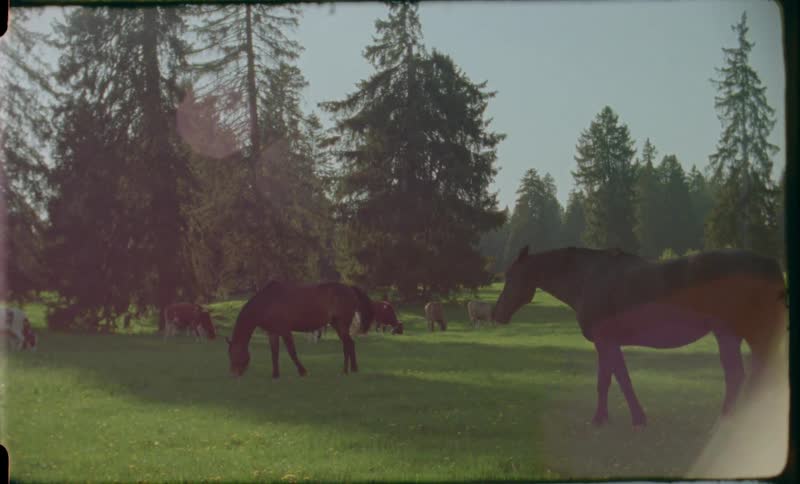A herd of horses grazing near a herd of cows in the green grass on a field at sunset