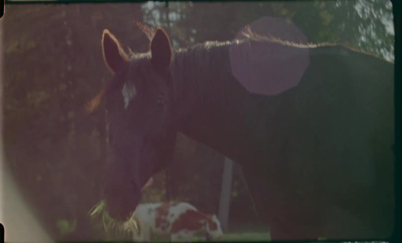 Horse stands grazing in a pasture with a cow and trees in the background