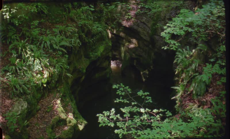 Green vegetation surrounded a body of water in a jungle