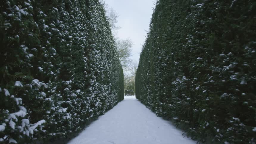 Walking between hedges on a snowy winter day