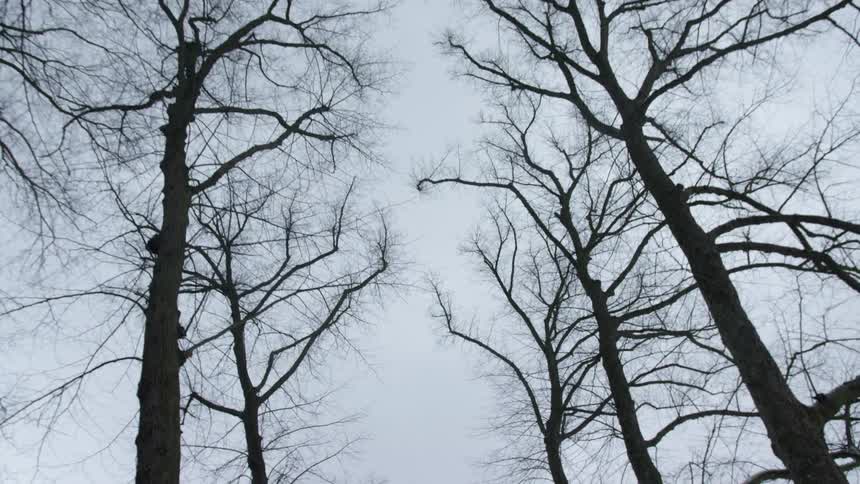 Tall bare trees in a white sky