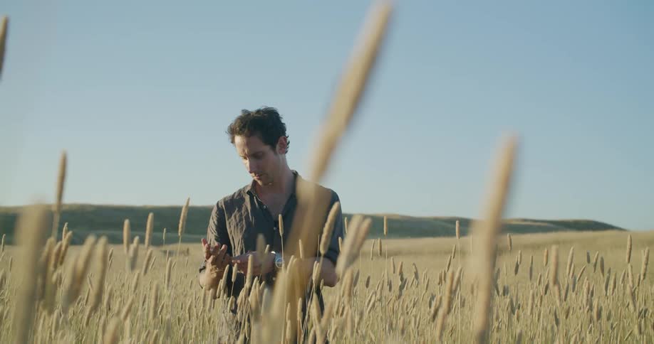 A man grabbing wheat in a field