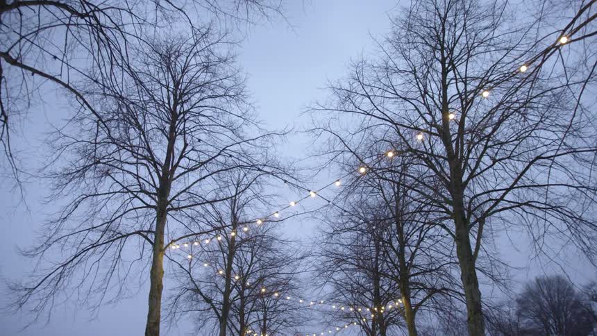 Decorative lights hanging from the bare trees in a park at winter