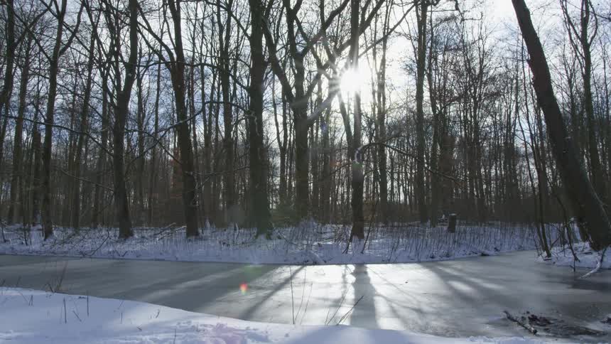 Sun shines through bare trees near an ice covered pond