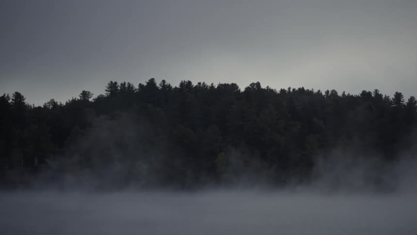 Fog rolls before a dense forest