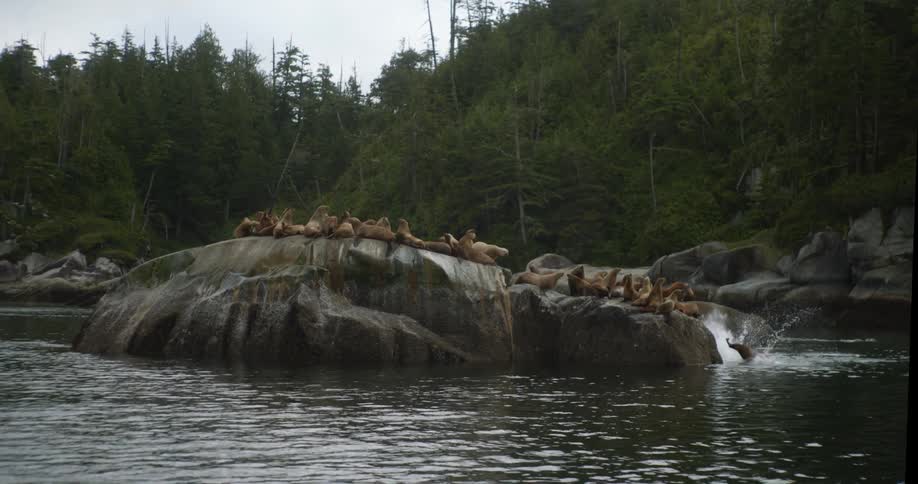 Seals resting on a rock and diving into water with trees the sky and clouds in the background