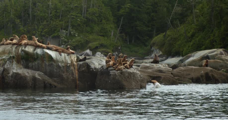 A seal jumps in the ocean as a couple dozen seals rest on rocks
