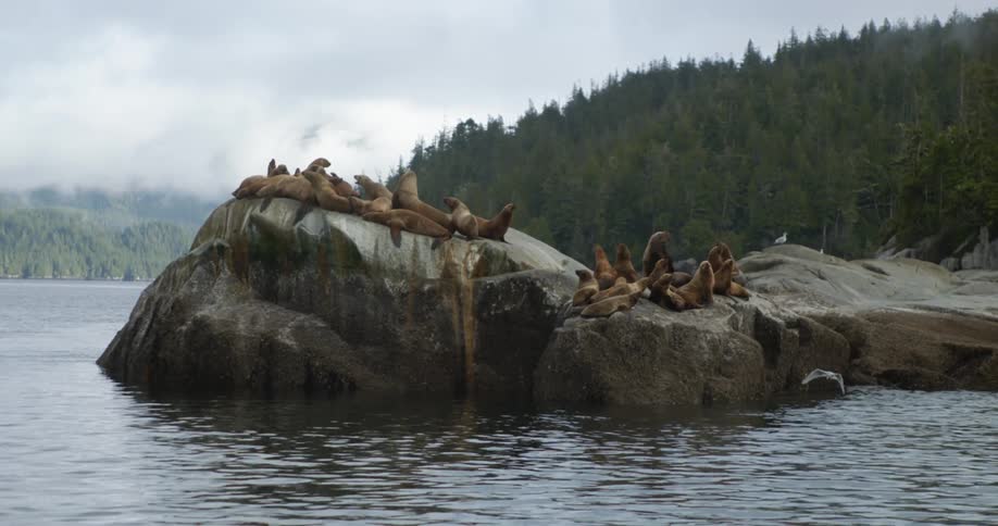 A dozen seals lie on a large rock in the ocean as seagulls fly and sit nearby