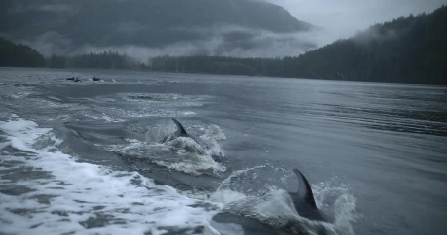 Dolphins are swimming in the ocean water