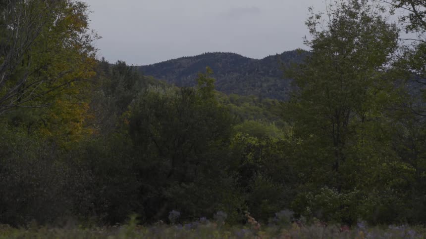 A forest sits before a hillside