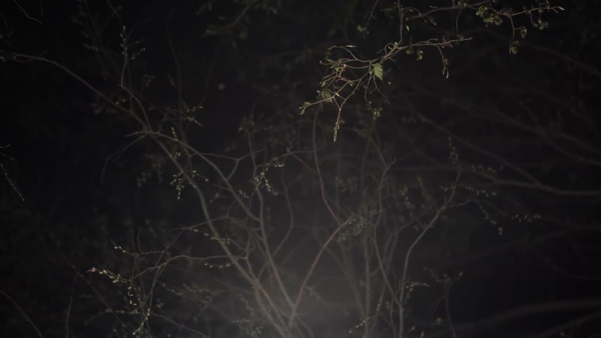 Branches at night