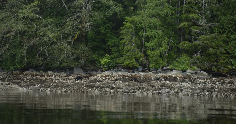 A bear walking on a rocky lakeshore in a forest