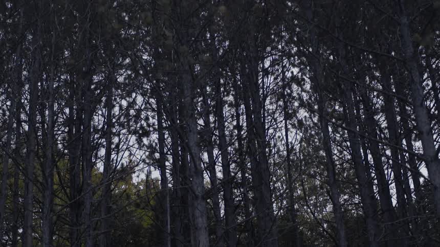 A dense forest during the day