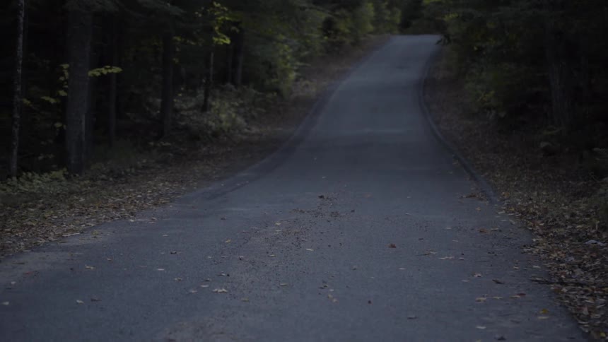 A small road is empty besides dead leaves