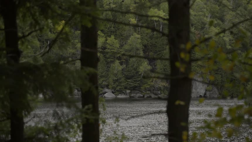 A lake sits behind two trees