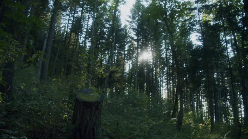 Tall trees in a green forest on a summer day