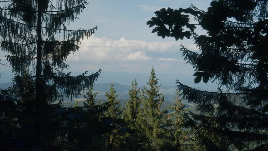The valley below is visible through two tall trees in a forest