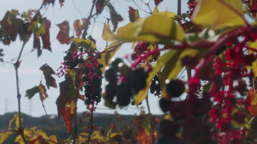 Berries growing on trees