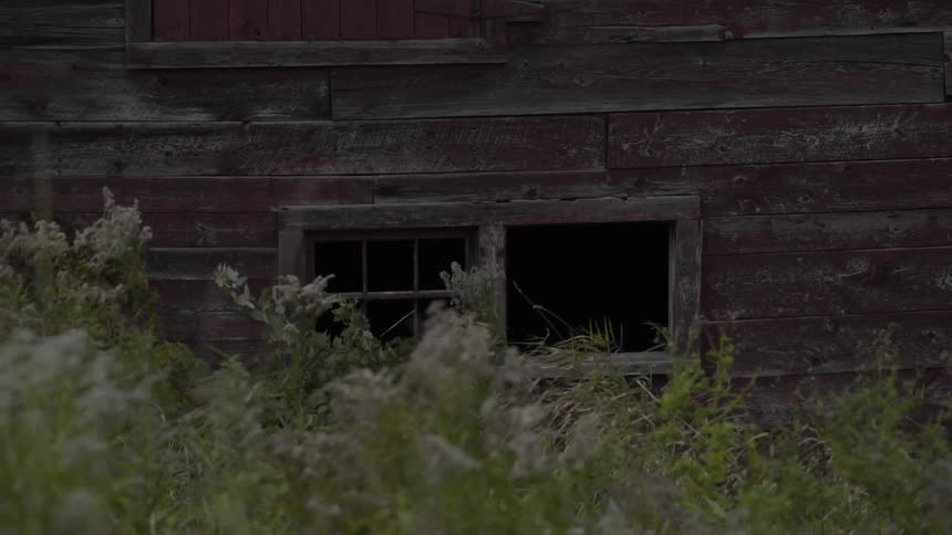 Tall grass and wildflowers sway in the breeze next to a wooden structure during the day