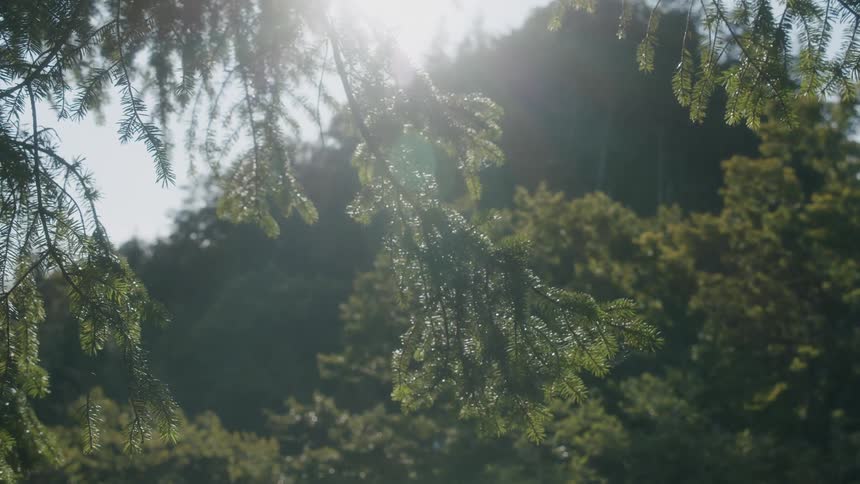 Sun shines down onto forest as branches wave in breeze