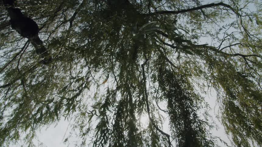 The sun peeks through the draped branches of a willow tree