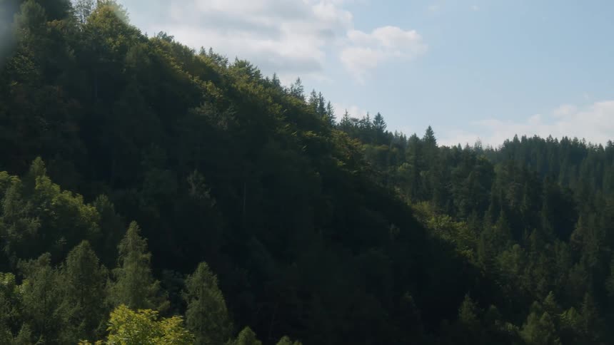Trees grow close together along a slope in a forest