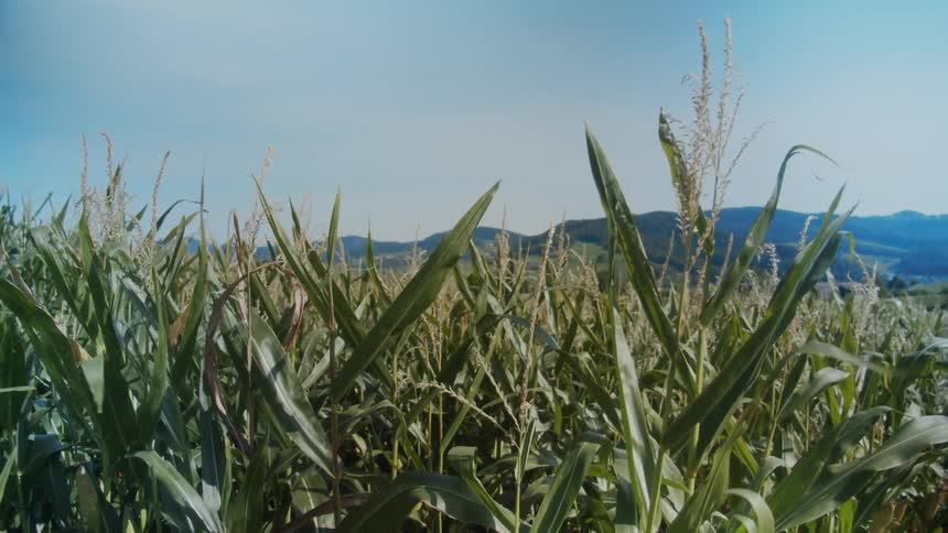 Wind blowing through crops growing in a rural field on a summer day