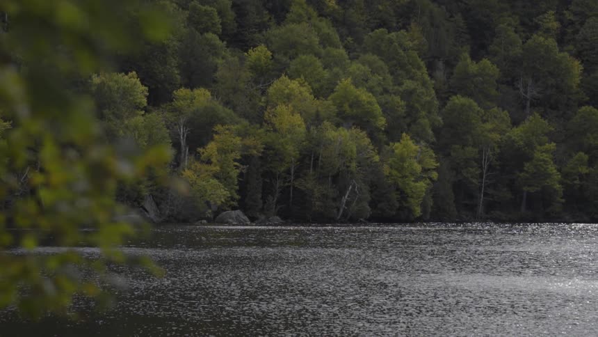 Water sparkles on a lake surrounded by trees