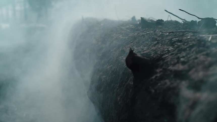 Fallen tree on the ground in rising smoke
