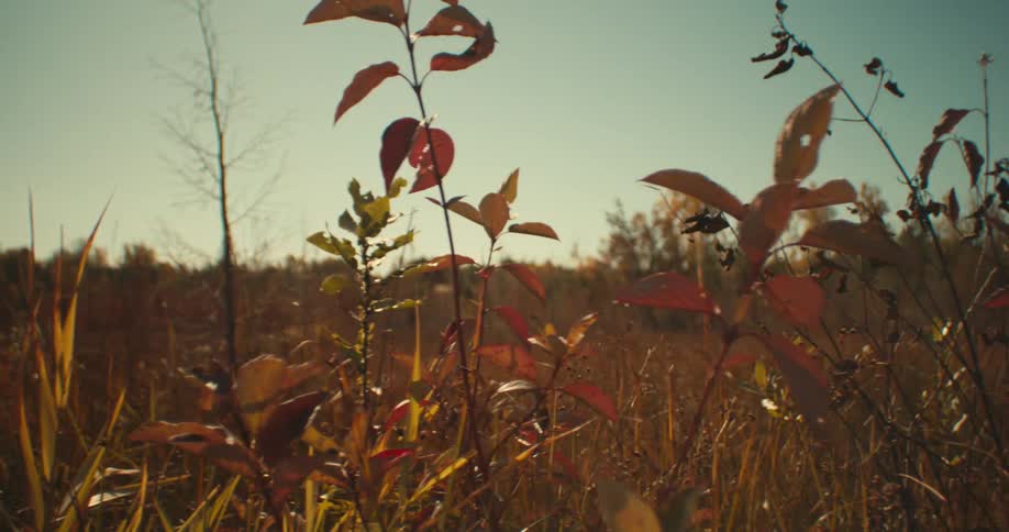 Yellowed leaves and grass of the vegetation on a field