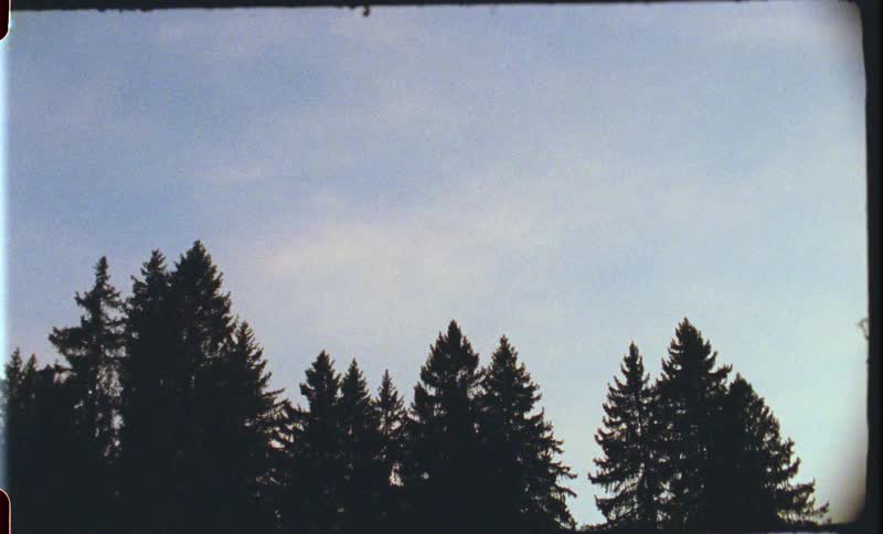 Forest of pine trees on a cloudy day