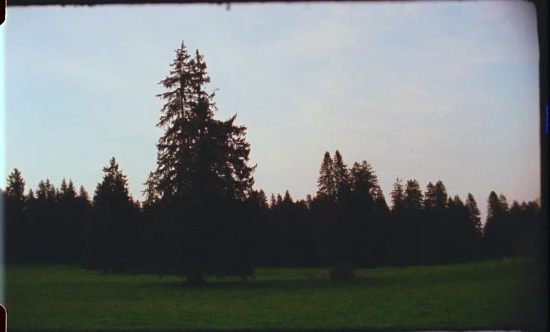 Forest of pine trees on a cloudy day